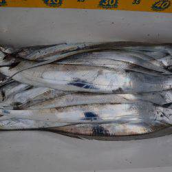 アジアマリンサービス 釣果