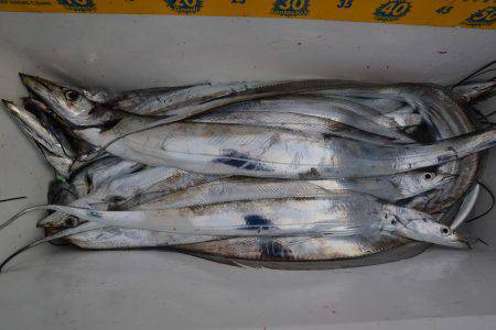 アジアマリンサービス 釣果