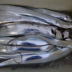 アジアマリンサービス 釣果