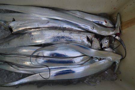 アジアマリンサービス 釣果