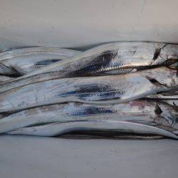 アジアマリンサービス 釣果