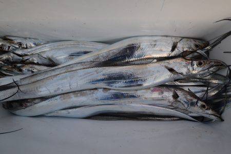 アジアマリンサービス 釣果