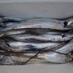 アジアマリンサービス 釣果