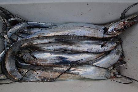 アジアマリンサービス 釣果