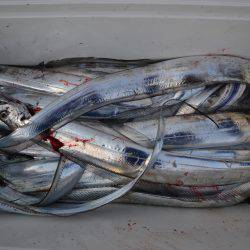 アジアマリンサービス 釣果