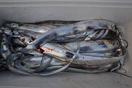 アジアマリンサービス 釣果