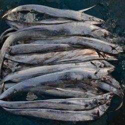 アジアマリンサービス 釣果