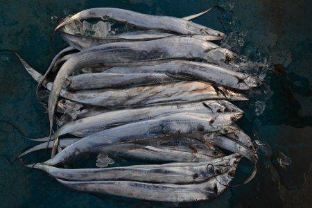 アジアマリンサービス 釣果