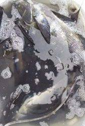 伊豆下田フィッシング 釣果