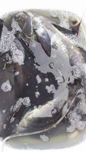 伊豆下田フィッシング 釣果