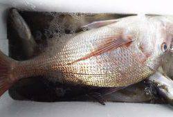 伊豆下田フィッシング 釣果