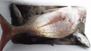 伊豆下田フィッシング 釣果