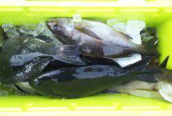 伊豆下田フィッシング 釣果