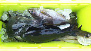 伊豆下田フィッシング 釣果