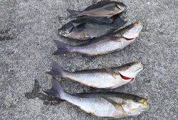 伊豆下田フィッシング 釣果