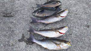 伊豆下田フィッシング 釣果