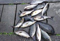 伊豆下田フィッシング 釣果