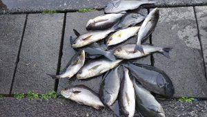 伊豆下田フィッシング 釣果