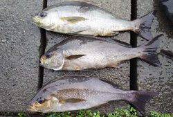 伊豆下田フィッシング 釣果