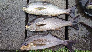 伊豆下田フィッシング 釣果