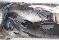 伊豆下田フィッシング 釣果