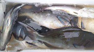 伊豆下田フィッシング 釣果