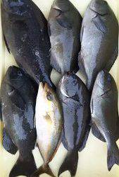 伊豆下田フィッシング 釣果