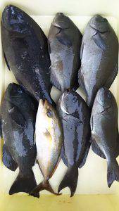 伊豆下田フィッシング 釣果