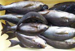 伊豆下田フィッシング 釣果