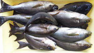 伊豆下田フィッシング 釣果