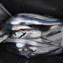 アジアマリンサービス 釣果