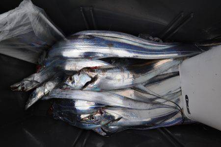 アジアマリンサービス 釣果