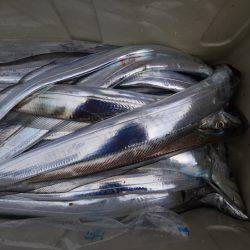 アジアマリンサービス 釣果