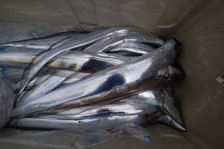 アジアマリンサービス 釣果