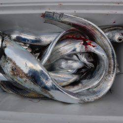 アジアマリンサービス 釣果