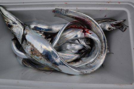 アジアマリンサービス 釣果