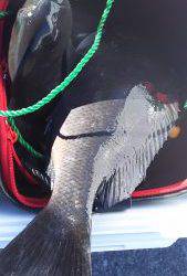 伊豆下田フィッシング 釣果