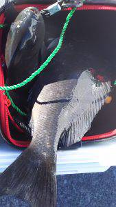 伊豆下田フィッシング 釣果