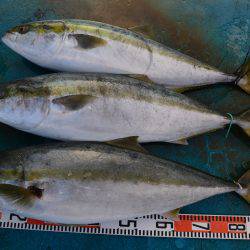 アジアマリンサービス 釣果