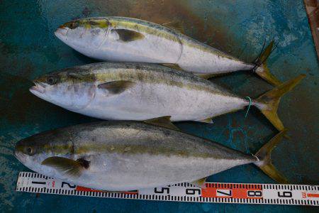 アジアマリンサービス 釣果