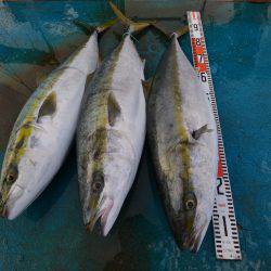 アジアマリンサービス 釣果