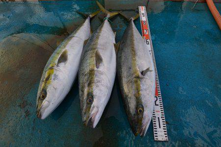 アジアマリンサービス 釣果