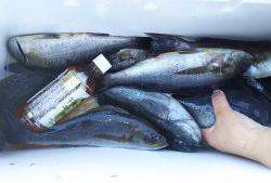 伊豆下田フィッシング 釣果