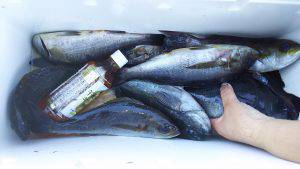 伊豆下田フィッシング 釣果