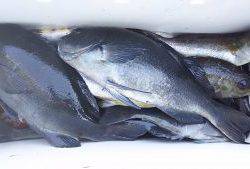 伊豆下田フィッシング 釣果