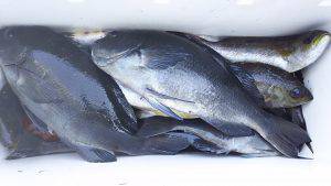 伊豆下田フィッシング 釣果