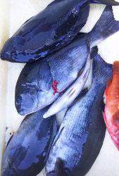 伊豆下田フィッシング 釣果