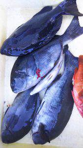 伊豆下田フィッシング 釣果