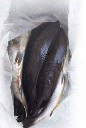 伊豆下田フィッシング 釣果