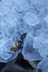 伊豆下田フィッシング 釣果